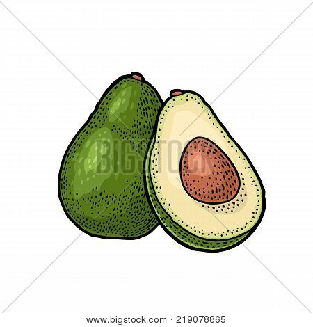 Whole and half avocado with seed. Vector colorf vintage engraving illustration for menu, poster. Isolated on white background
