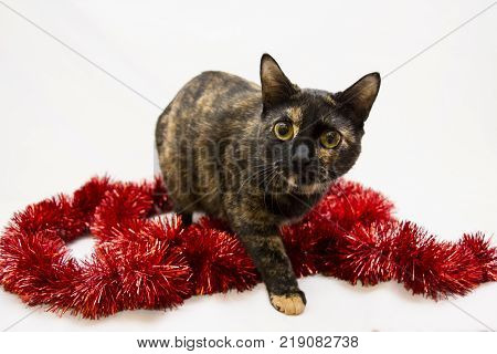 Cute little cat walking curiously in a party decoration. White background. Picture for christmas celebration