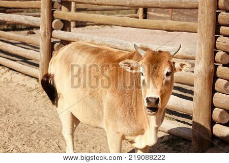 Cute zebu in zoological garden