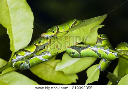 A group of Moth Caterpillars on leaf. Agriculture pest caterpillar icon. Macro of caterpillars on nature background.