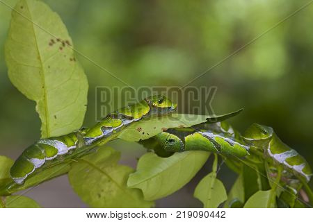 A group of Moth Caterpillars on leaf. Agriculture pest caterpillar icon. Macro of caterpillars on nature background.
