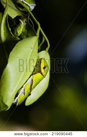 A group of Moth Caterpillars on leaf. Agriculture pest caterpillar icon. Macro of caterpillars on nature background.