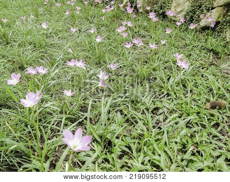 beautiful pink Zephyranthes minuta rain lilly on the garden
