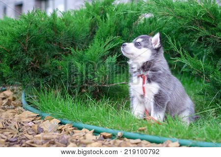Puppy dog is walking on the street.