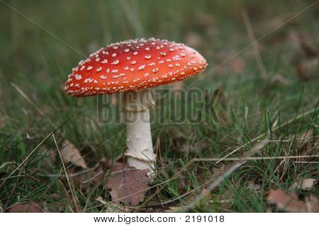 champignon rouge