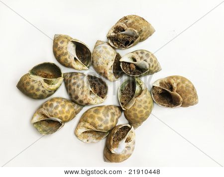 Snail Shell underneath