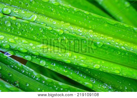 lush green grass with drops of dew closeup