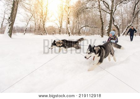 Adorable little girl having a cuddle with husky sled dog in Lapland Finland. Two Huskies ride a child on a sled in winter