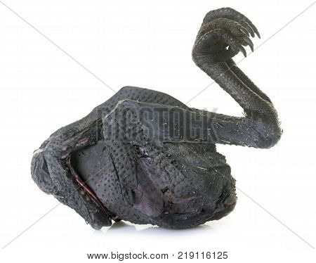 chicken ayam cemani in front of white background