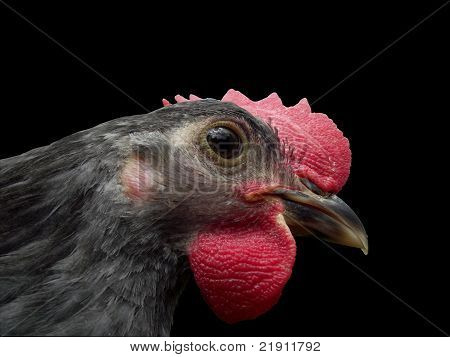 Gallo sobre fondo negro