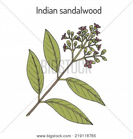 Indian sandalwood Santalum album , medicinal plant. Hand drawn botanical vector illustration