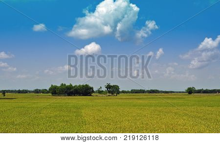 Mature gold paddy fields under big blue cloudy sky landscape with row of tree that divides blue sky
