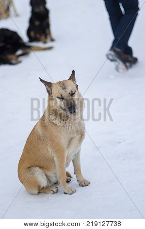 Cute mixed breed stray dog with scars received in street dog fights sitting on the snow