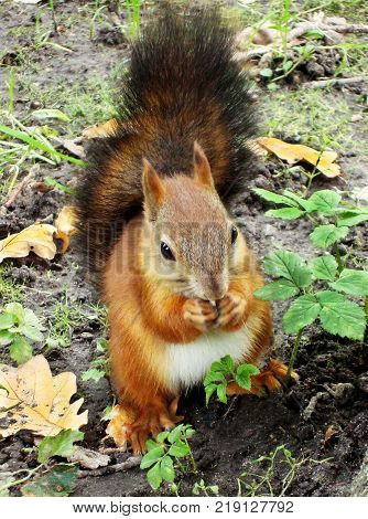 Fluffy squirrel sits on ground and biting nut. Vertical location.
