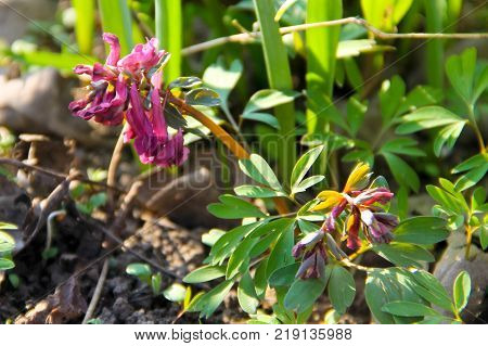 Purple Corydalis Flower On Spring