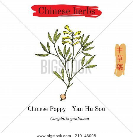 Medicinal herbs of China. Chinese-poppy Corydalis yanhusuo . Hieroglyph translation Chinese herbal medicine