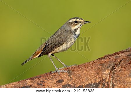 beautiful male Bluethroat (Luscinia svecica) in Thailand