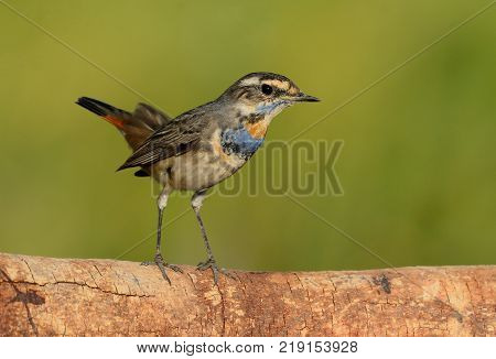 beautiful male Bluethroat (Luscinia svecica) in Thailand