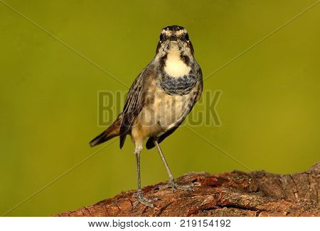 beautiful male Bluethroat (Luscinia svecica) in Thailand