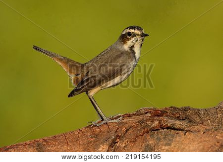 beautiful male Bluethroat (Luscinia svecica) in Thailand