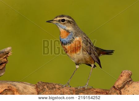 beautiful male Bluethroat (Luscinia svecica) in Thailand