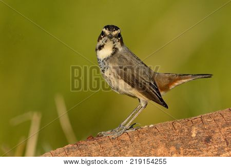 beautiful male Bluethroat (Luscinia svecica) in Thailand