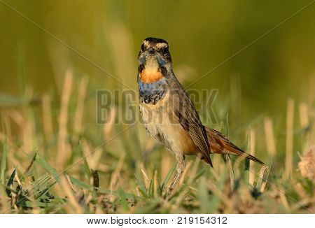 beautiful male Bluethroat (Luscinia svecica) in Thailand