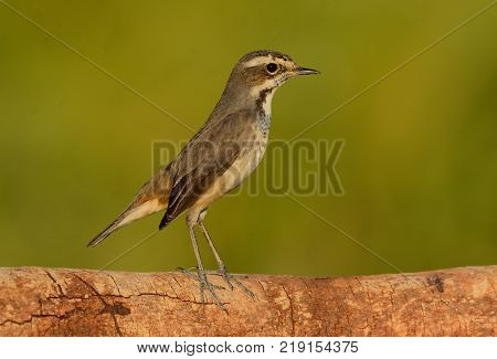 beautiful male Bluethroat (Luscinia svecica) in Thailand