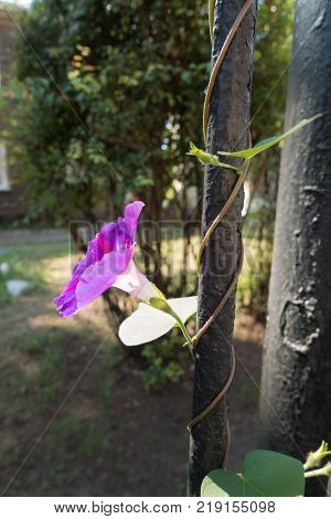 Flowering Ipomoea purpurea twining around iron rod