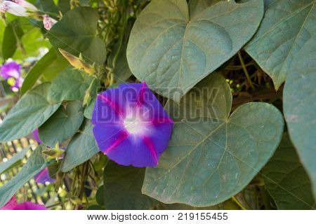 Purple trumpet shaped flower of morning glory