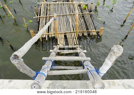 Bamboo stairs for climbing mangrove trees in the Gulf of Thailand.
