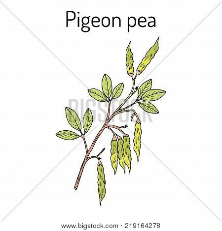 Pigeon pea Cajanus cajan , medicinal plant. Hand drawn botanical vector illustration