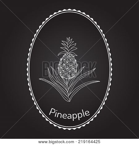 Pineapple Ananas comosus , tropical plant. Hand drawn botanical vector illustration