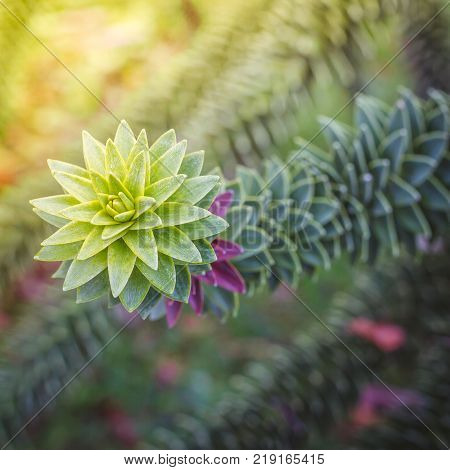 Monkey puzzle tree, Araucaria Araucana, close up branch