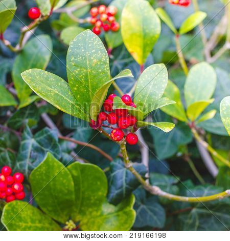 Skimmia japonica shrub with leaves and red berries. Japanese sorbus