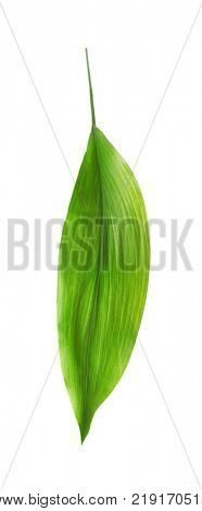 Green leaf of tropical aspidistra isolated on white