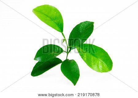 Citrus Leaves With Drops Isolated On A White Background. Collection. Full Depth Of Field.