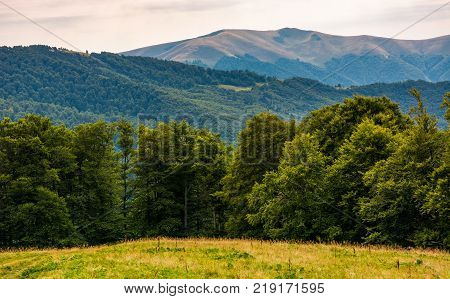 grassy meadow on forested hillside of Carpathians. lovely summer landscape in mountains. location near Svydovets mountain ridge Ukraine