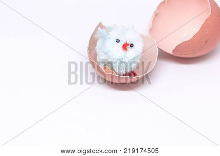 isolated blue chicken sitting in a shell on the background of a broken shell. concept of Easter