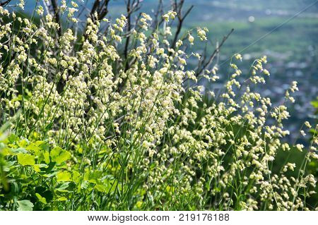 Flowers on the of Mashuk an isolated mountain in the North Caucasus Russia