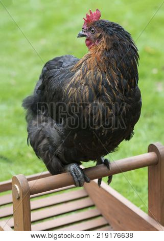 happy free range chicken looking sat on an empty basket at a smallholding green grass in the background for text overlay