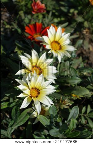 Three white and yellow flowers of gazania