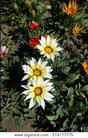 White flowers of gazania with orange centers