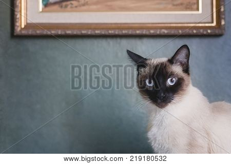 Young, Beautiful Siamese Cat, Looking at Camera in Front of Blue Textured Wall and Gold Frame