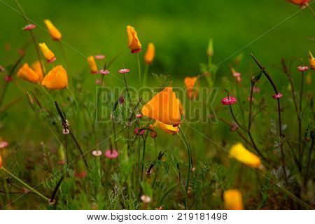 California Poppies and other Wildflowers in a Grassy Field