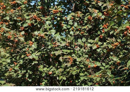 Dark green leaves and orange fruits of whitebeam