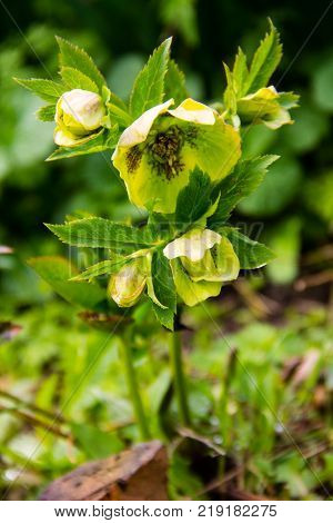 Green Hellebore Flower On Flowerbed In Garden