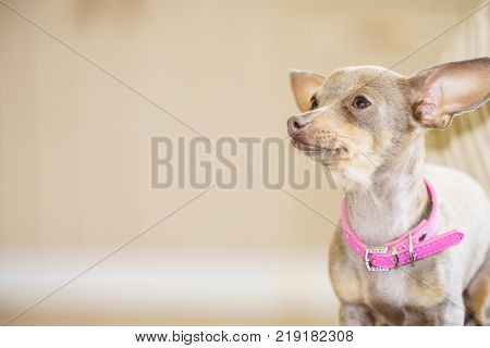Little pinscher ratter prazsky krysarik purebreed small dog sitting relaxing and chilling on sofa couch indoor.