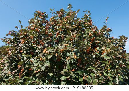 Leafage and fruits of whitebeam against blue sky