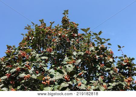 Top of whitebeam tree against blue sky